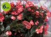 begonia Dragon różowa allegro